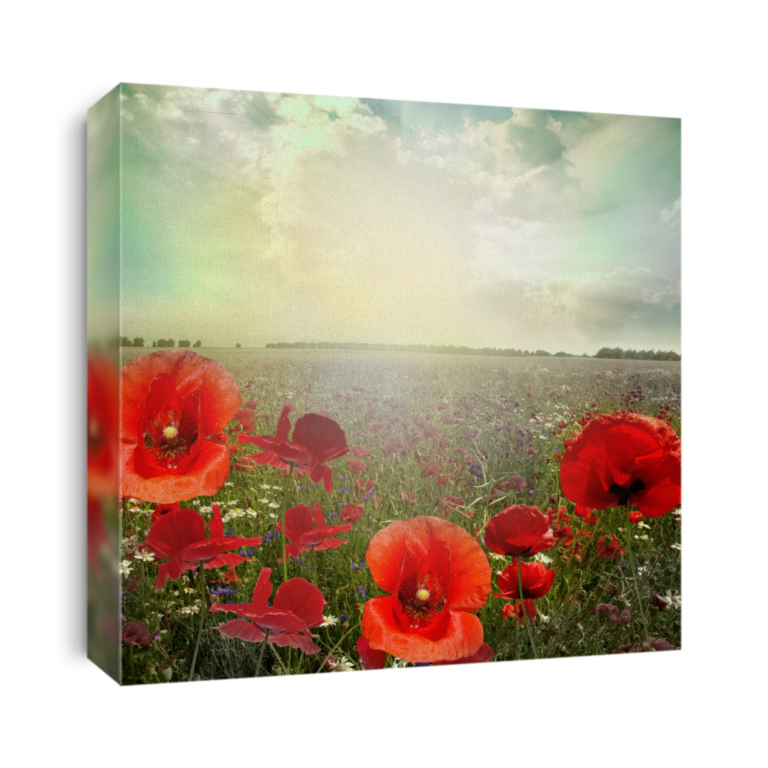 landscape poppy flowers in the sky