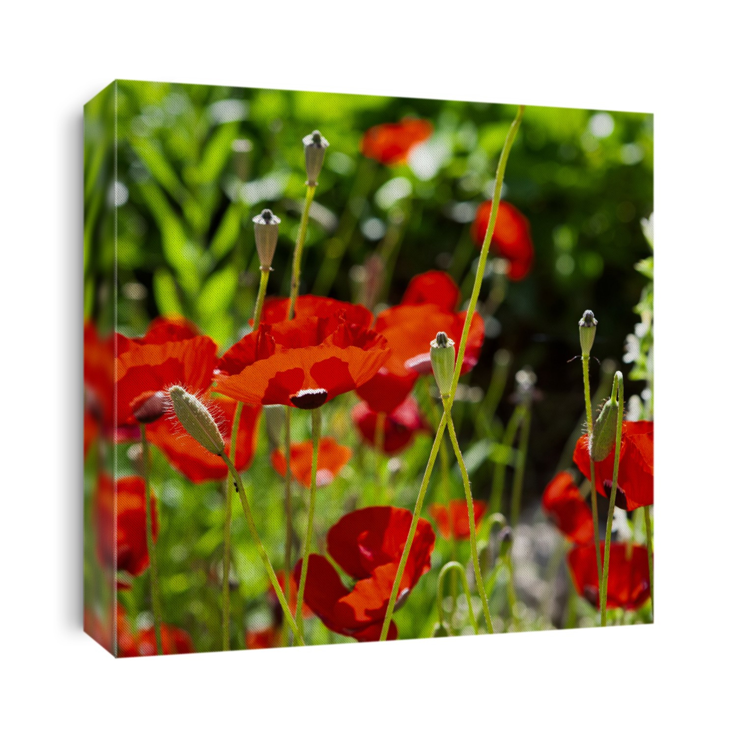 Poppies