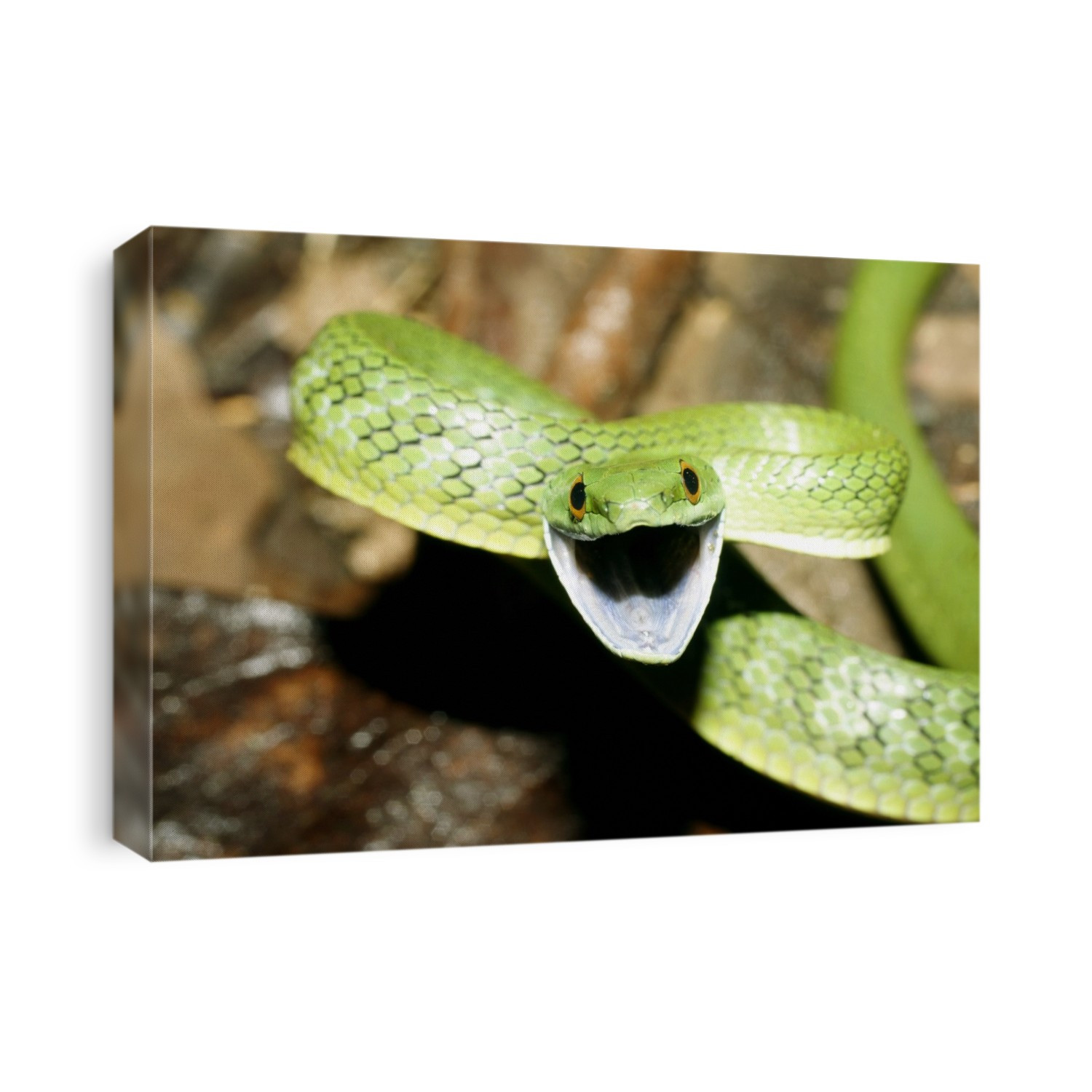 Green racer snake (Philodryas viridissimus), rearing up in a threatening position. These rear- fanged colubrid snakes are capable of giving a venomous bite which causes localised inflammation in humans. Photographed in Yasuni National Park, Amazon rainforest, Ecuador.
