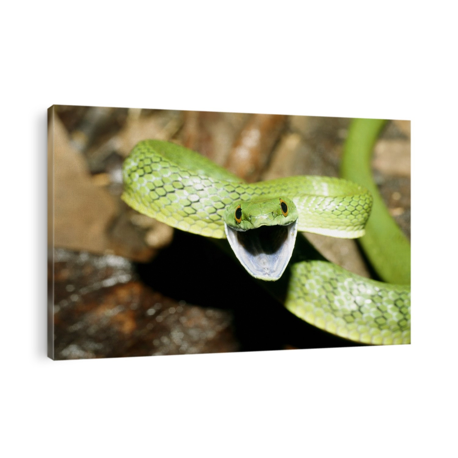 Green racer snake (Philodryas viridissimus), rearing up in a threatening position. These rear- fanged colubrid snakes are capable of giving a venomous bite which causes localised inflammation in humans. Photographed in Yasuni National Park, Amazon rainforest, Ecuador.