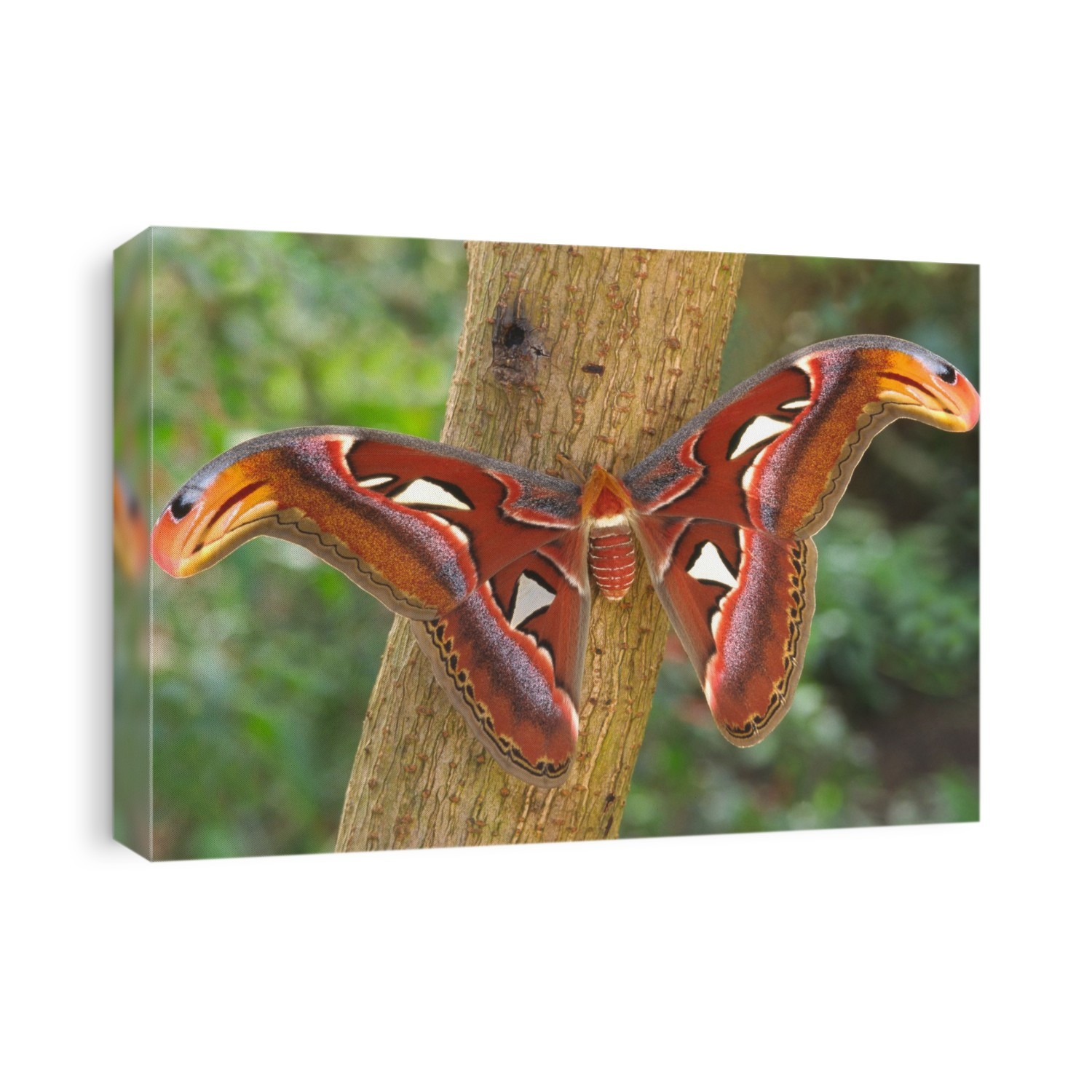 Giant atlas moth (Attacus atlas). This southeast Asian moth has ''snake's head'' markings on wingtips to deter predators. This species is the largest moth in the world, with a wingspan ranging from 25-30 centimetres (10-12 inches).