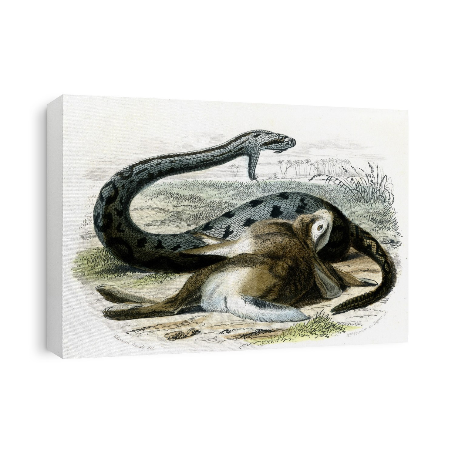Banded rattlesnake (Crotalus horridus) with prey it has killed, 19th-century illustration. This artwork dates from 1857.