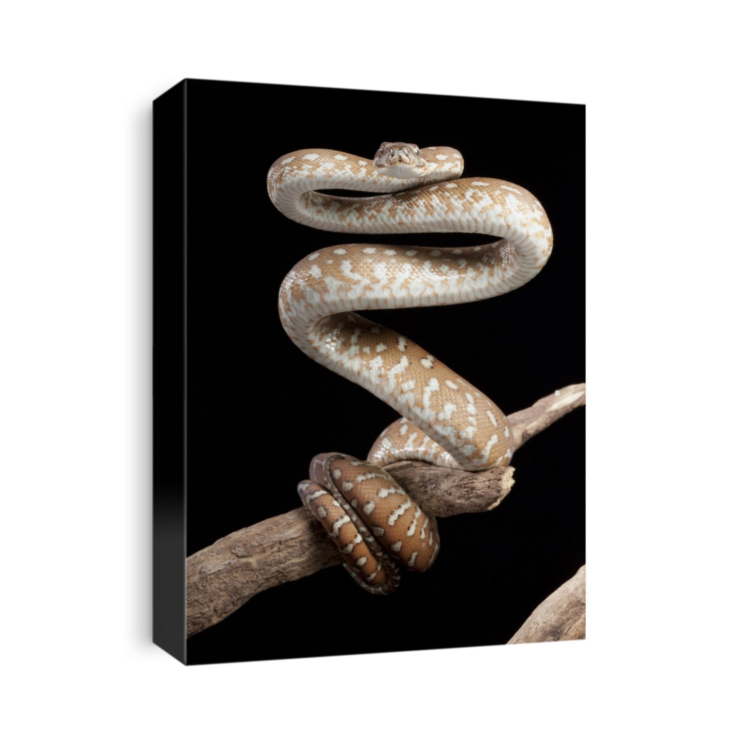 Bredl's python (Morelia bredli) in striking pose on a branch.