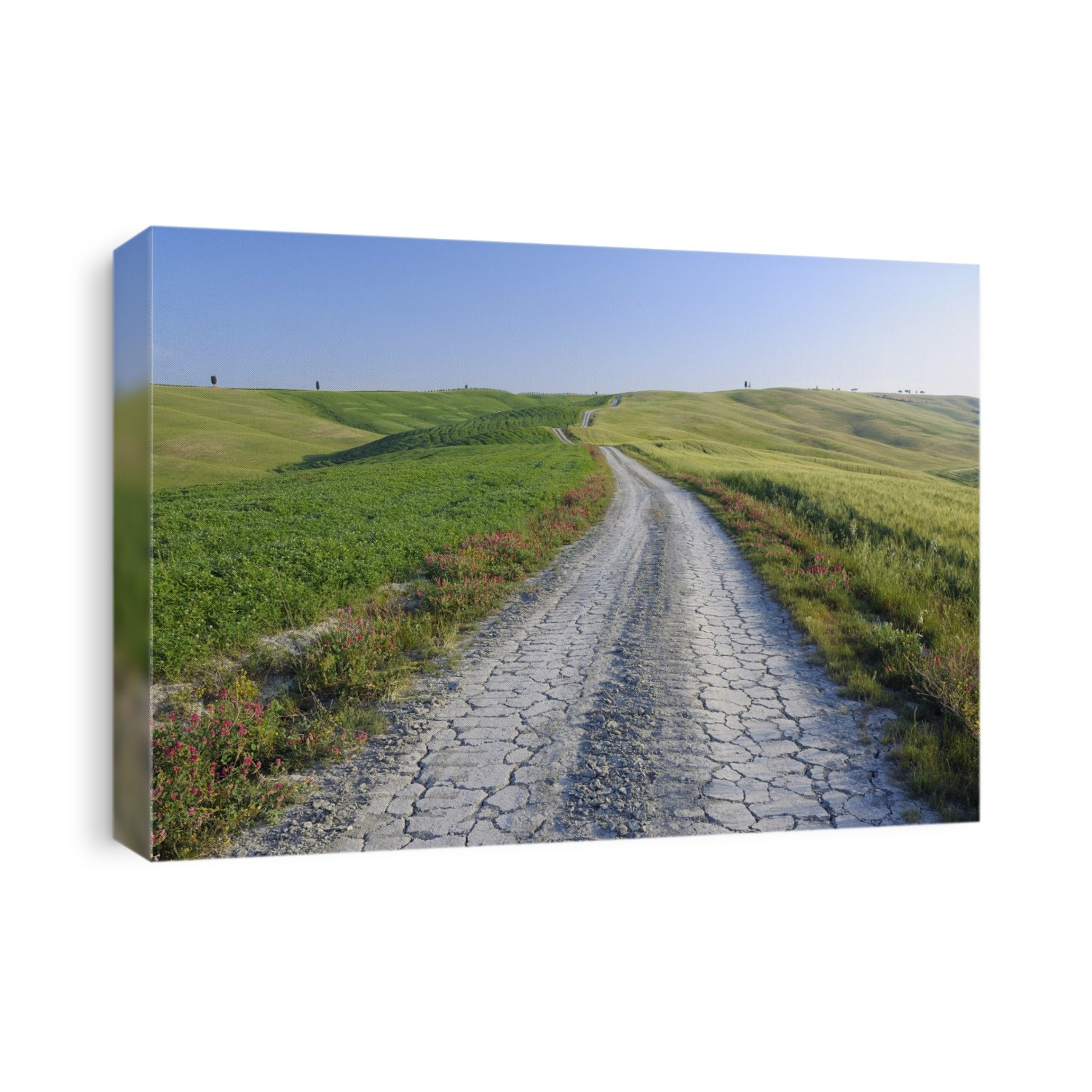 Dirt Road through Fields and Hills, Val d'Orcia, San Quirico d'Orcia, Siena Province, Tuscany, Italy