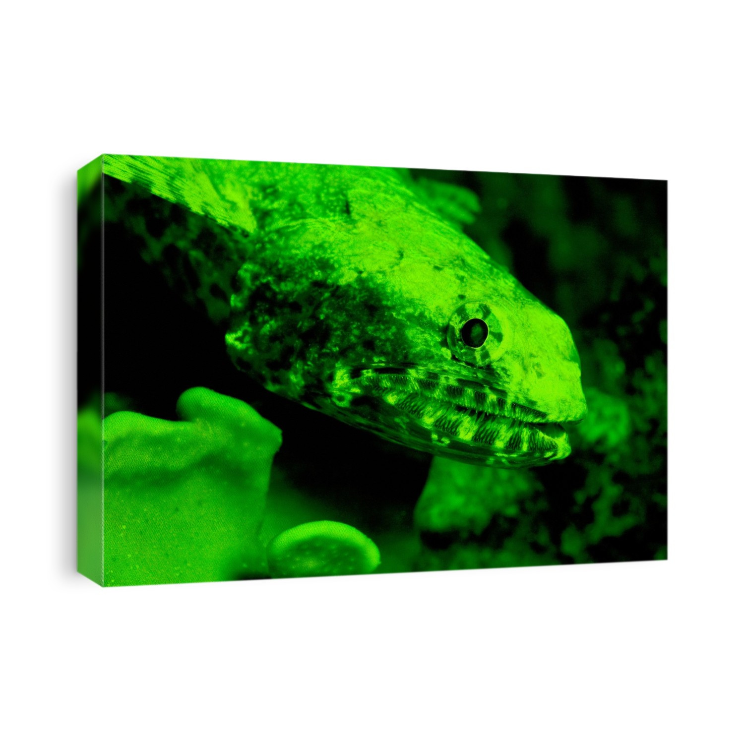 Lizard fish (Synodus sp.) fluorescing green in blue light. Some underwater species glow or fluoresce as a means of camouflage, warning or sexual signal. Photographed in Thailand.
