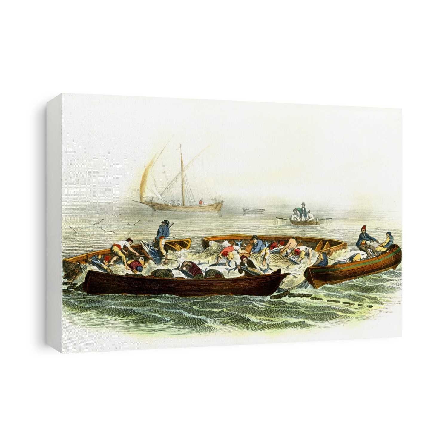 Tuna fishing. 19th-century illustration of fisherman catching Atlantic bluefin tuna (Thunnus thynnus). This artwork dates from 1857.
