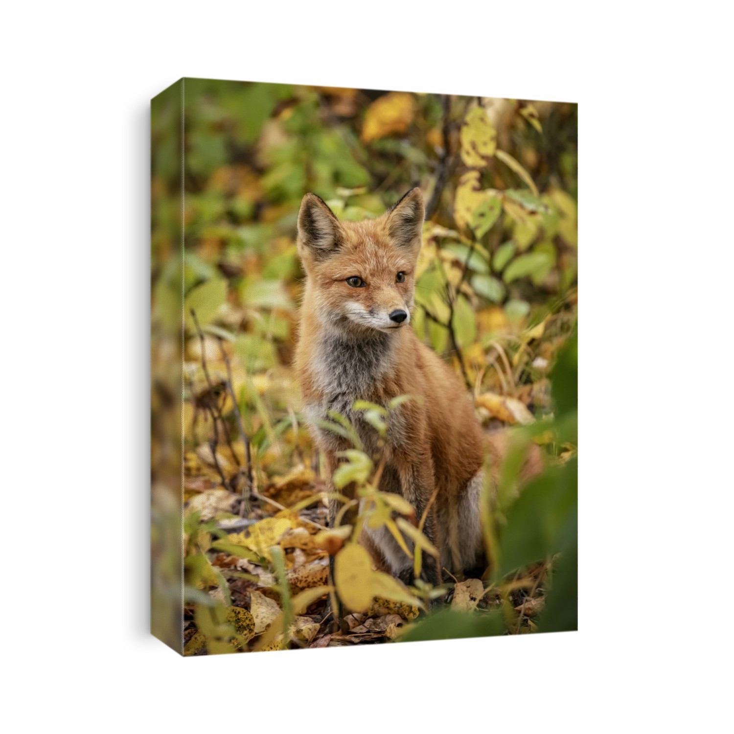 Red fox (Vulpes vulpes) in the Campbell Creek area, South-central Alaska; Alaska, United States of America