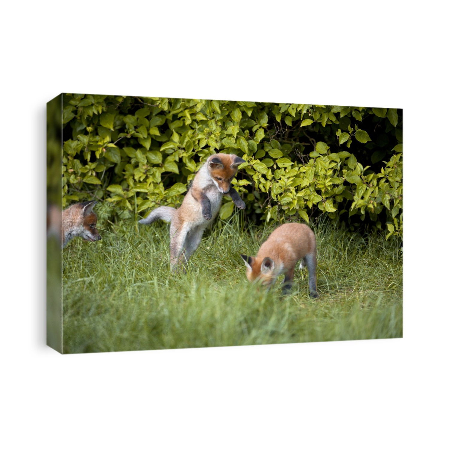 Red fox (Vulpes vulpes) cubs playing.