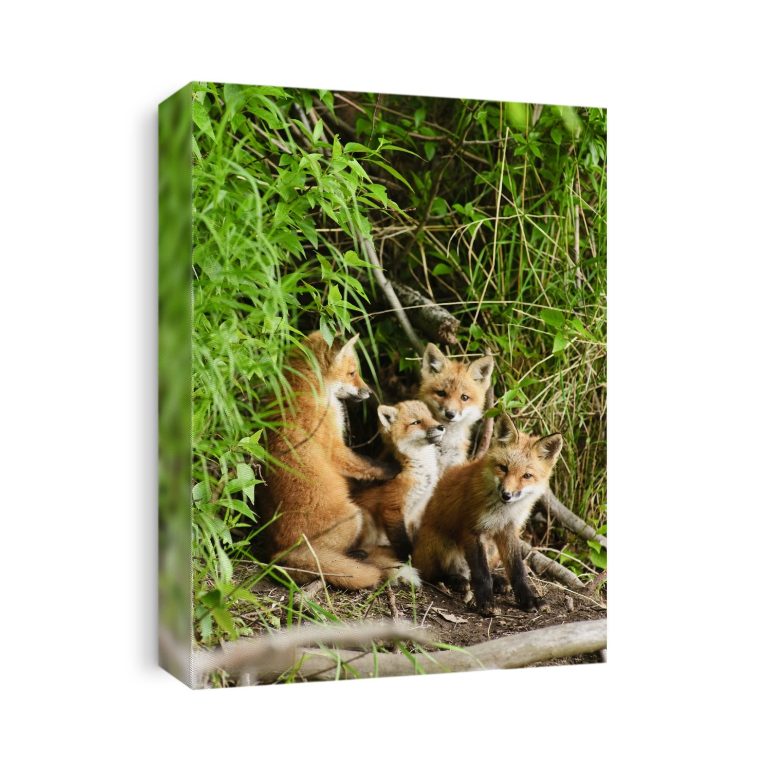 Red Fox Kits Playing Close To Their Den During Summer In Alaska