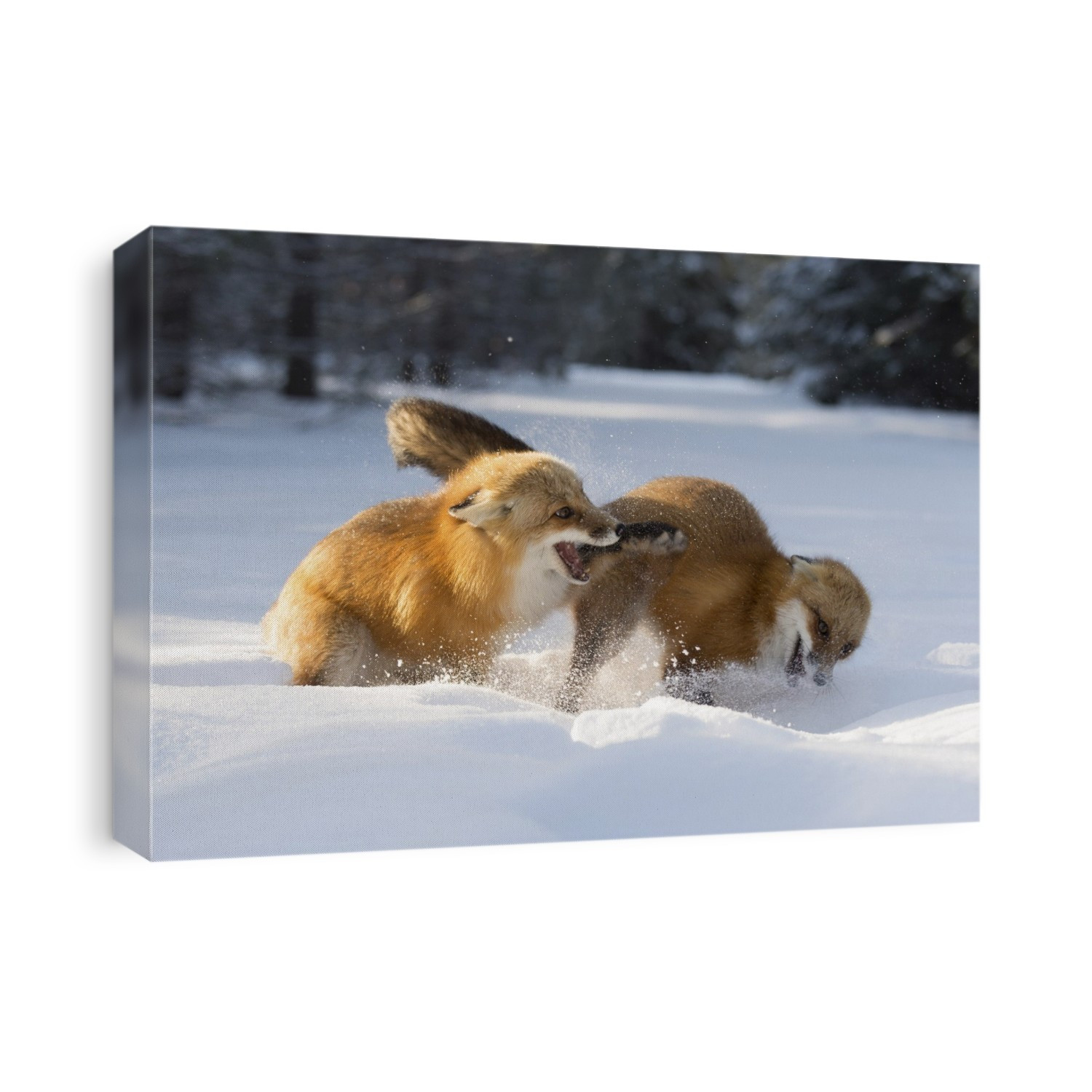 Red fox (Vulpes vulpes) interacting in snow. Red foxes are found in North America, Eurasia and North Africa. They feed on a wide range of foods, from rodents and birds to insects, eggs and fruit, and in urban areas they often scavenge from dustbins. Photographed in January, in Canada.