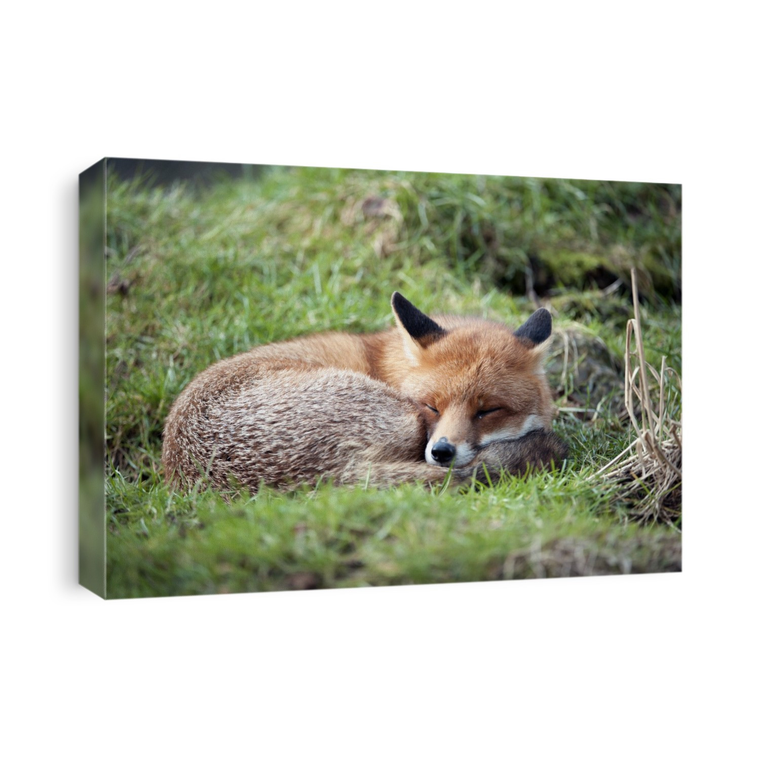 Red fox (Vulpes vulpes). Red foxes are found in North America, Eurasia and North Africa, and are the only native wild canids remaining in the UK and Ireland. They feed on a wide range of foods, from rodents and birds to insects, eggs and fruit, and in urban areas they often scavenge from dustbins. Photographed in the UK.