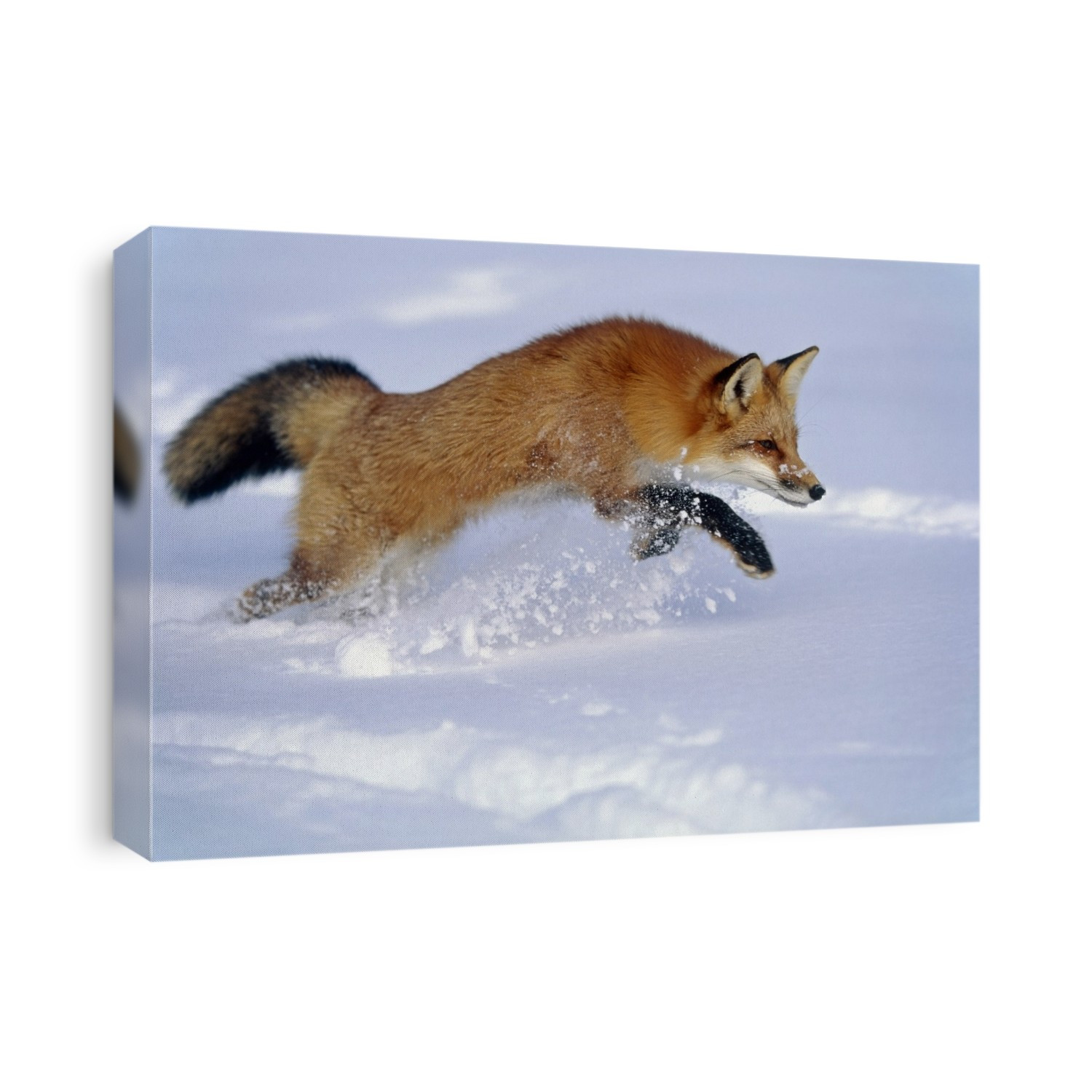Captive Red Fox Pouncing Winter