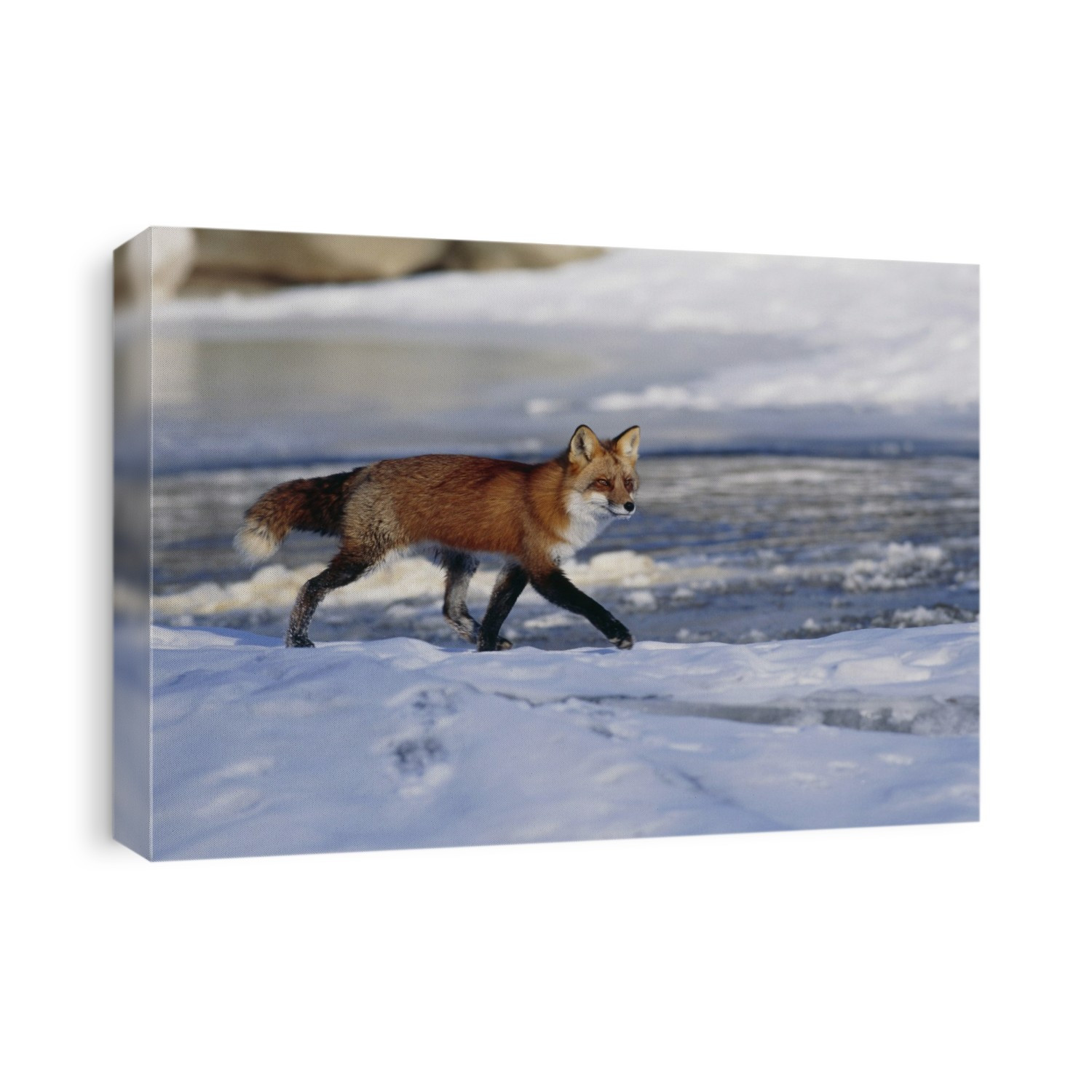 Red fox. View of a red fox (Vulpes vulpes) walking through snow by a river in winter. Red foxes are an adaptable species weighing 2-7 kilograms. They are active both at day and at night, feeding on fruit, vegetables and any small animals they can catch. Red foxes live in dens, most commonly in deciduous woodland, but also venture into urban areas, where they scavenge from bins as well as hunt. They are found throughout the northern hemisphere. Photographed in Minnesota, USA.