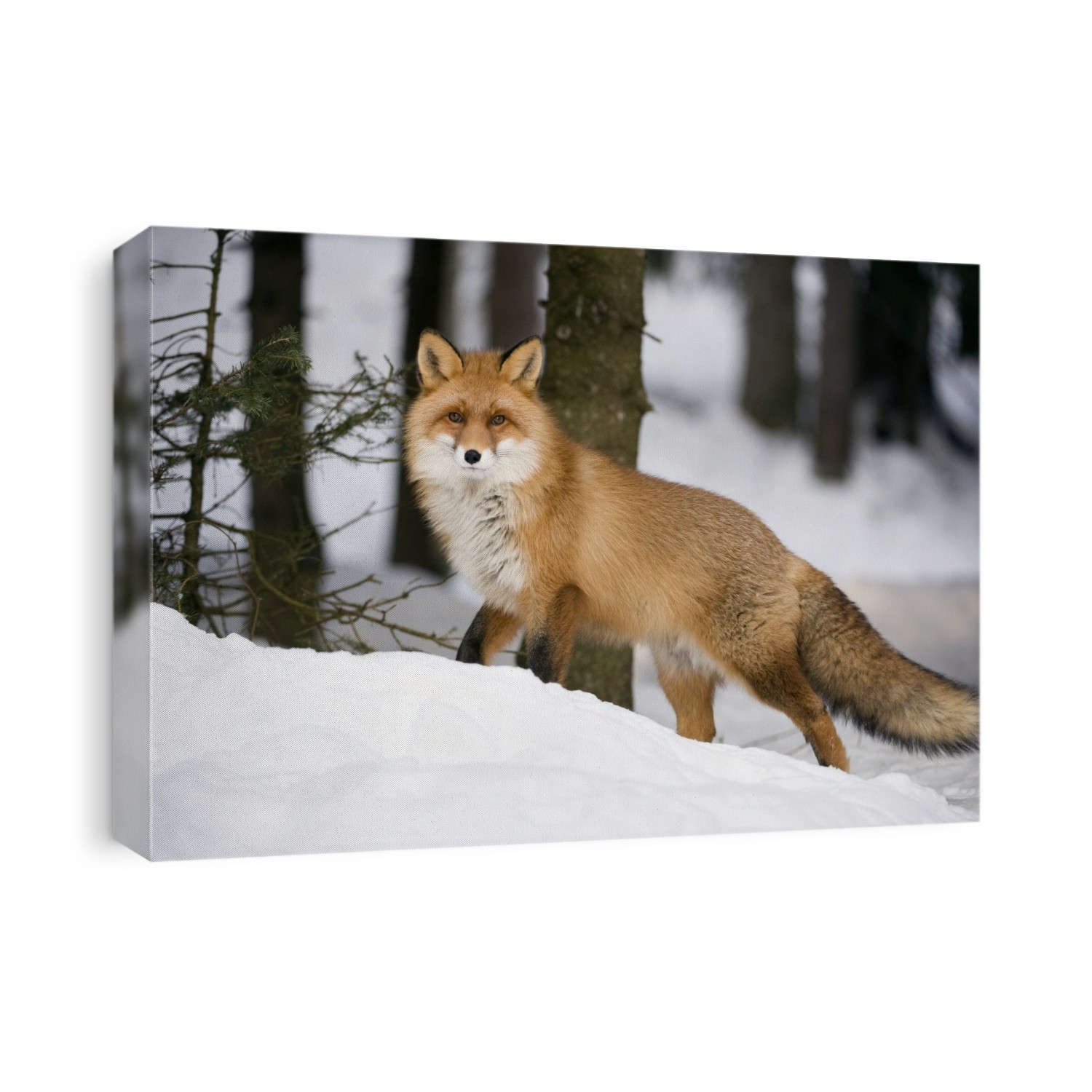 Red fox (Vulpes vulpes) in the snow. Red foxes are found in North America, Eurasia and North Africa, and are the only native wild canids remaining in the UK and Ireland. They feed on a wide range of foods, from rodents and birds to insects, eggs and fruit, and in urban areas they often scavenge from dustbins. Photographed in Norway, in winter