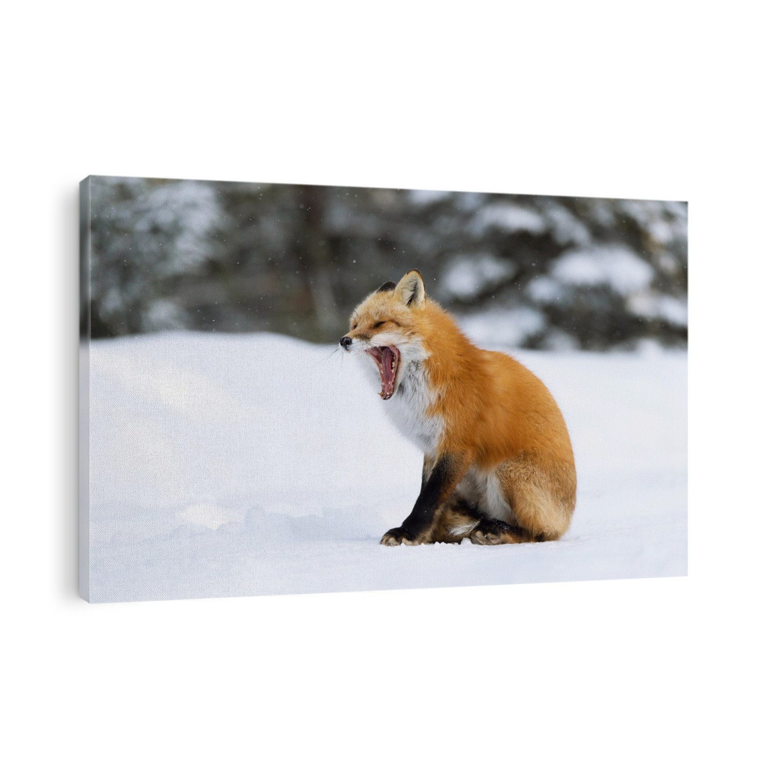 Red fox (Vulpes vulpes) yawning in snow. Red foxes are found in North America, Eurasia and North Africa. They feed on a wide range of foods, from rodents and birds to insects, eggs and fruit, and in urban areas they often scavenge from dustbins. Photographed in January, in Canada.