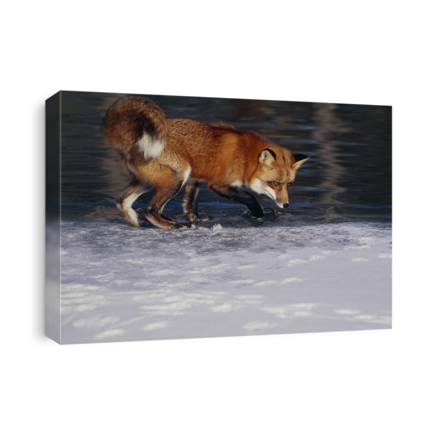 Red fox. View of a red fox (Vulpes vulpes) standing on ice by a river in winter. Red foxes are an adaptable species weighing 2-7 kilograms. They are active both at day and at night, feeding on fruit, vegetables and any small animals they can catch. Red foxes live in dens, most commonly in deciduous woodland, but also venture into urban areas, where they scavenge from bins as well as hunt. They are found throughout the northern hemisphere. Photographed in Minnesota, USA.
