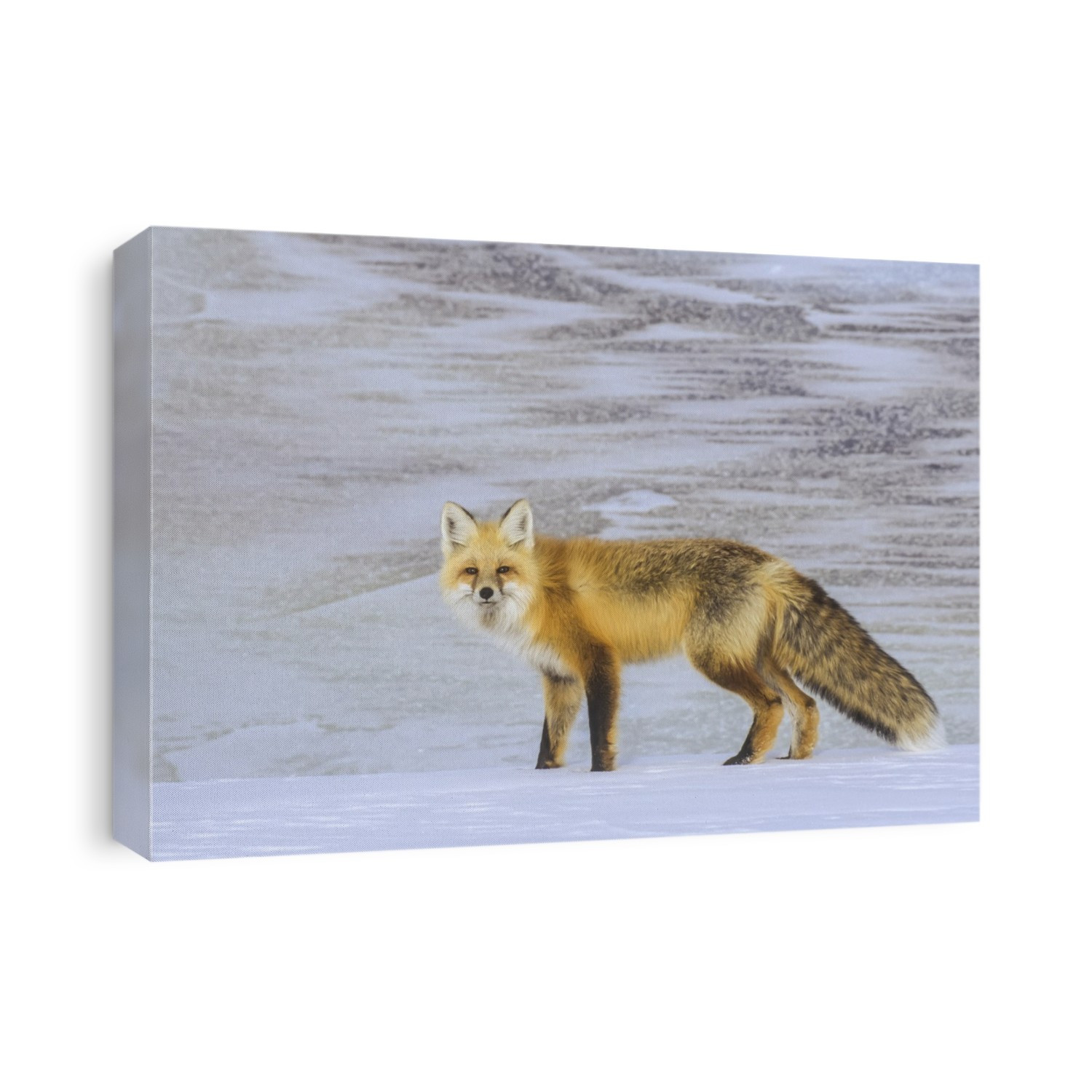 Portrait of a red fox (Vulpes vulpes) standing in the snow looking at camera; Yellowstone National Park, Wyoming, United States of America