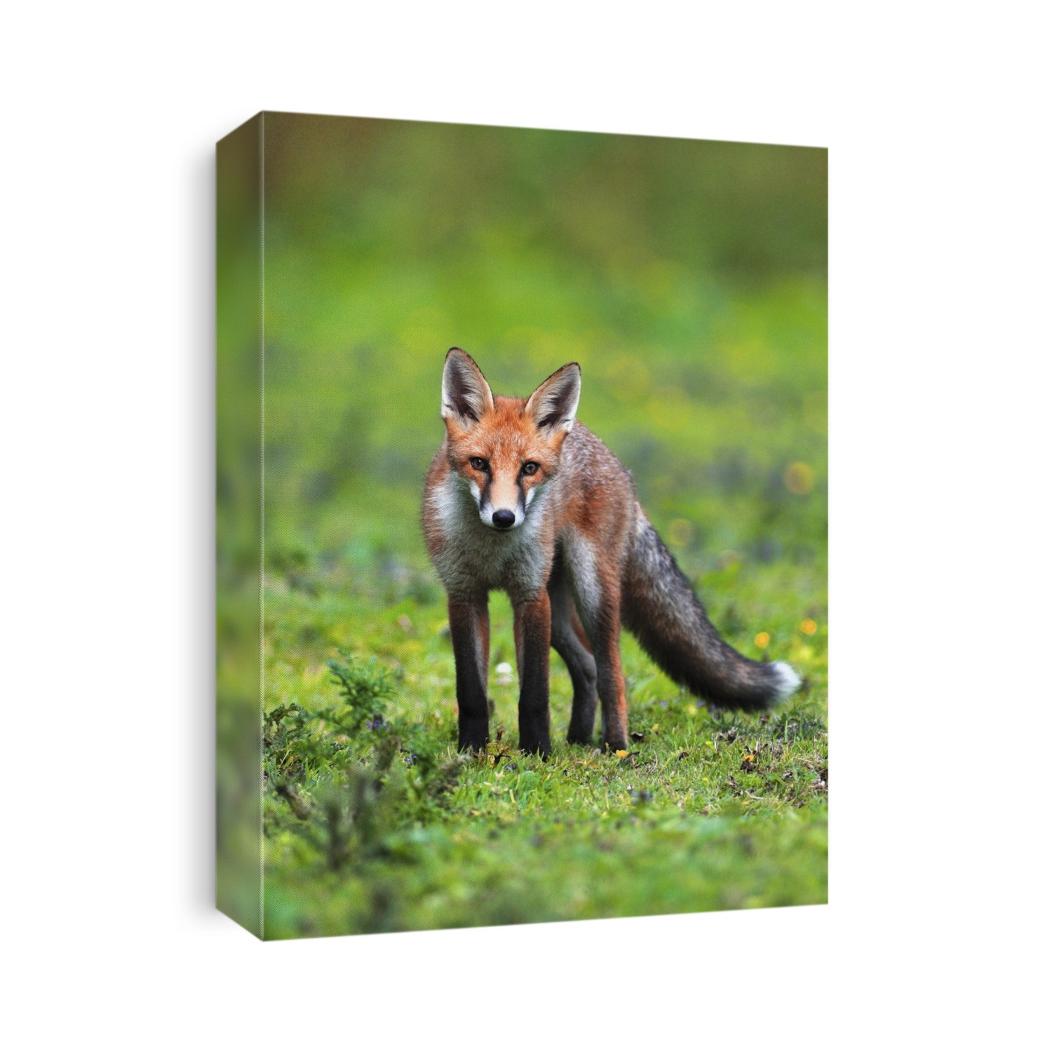 Fox cub (Vulpes vulpes) in late summer. Photographed in August, in Dorset, UK.