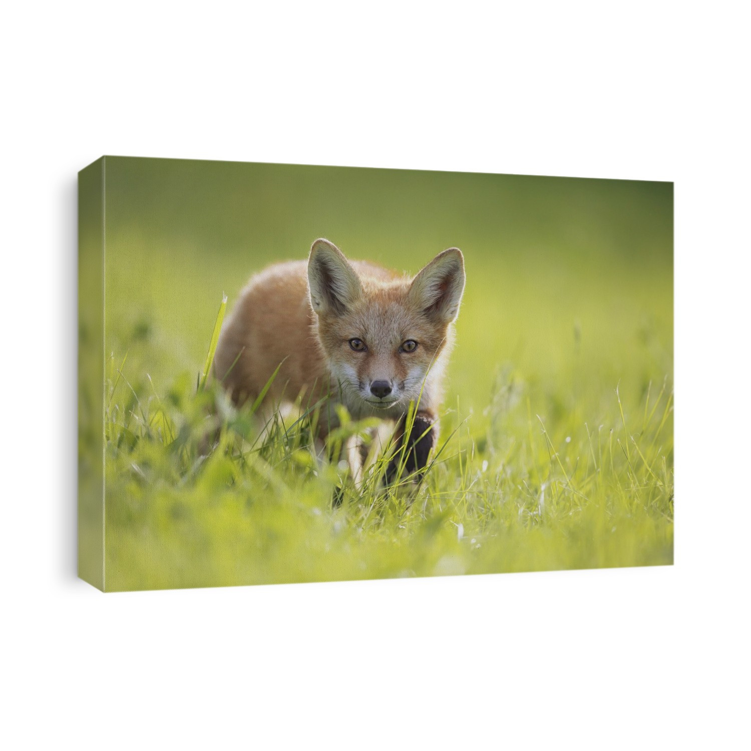 A Fox In The Grass; Montreal, Quebec, Canada