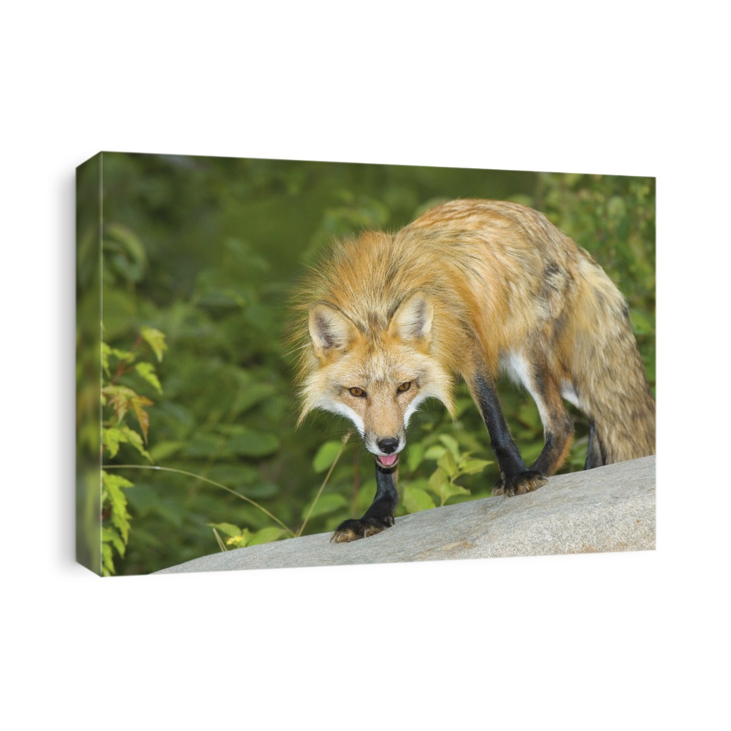Red Fox