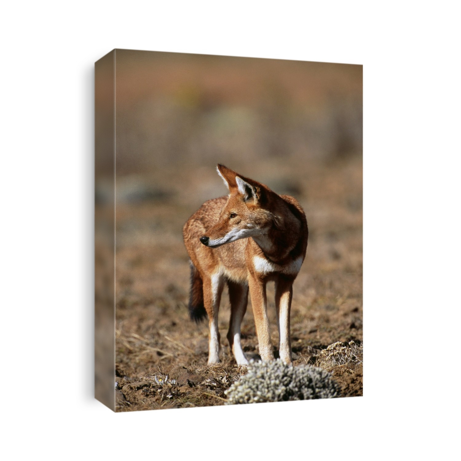 Ethiopian wolf (Canis simensis). The Ethiopian wolf is very rare and inhabits the Afro-alpine regions of Ethiopia. It hunts mainly rodents and sometimes small antelope. It mostly hunts alone but forms packs to protect territories. Photographed in Bale Mountains National Park, Ethiopia.