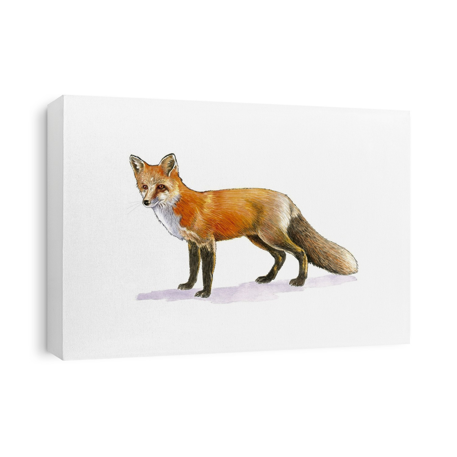 Red fox, artwork. Red foxes (Vulpes vulpes) are found in North America, Eurasia and North Africa, and are the only native wild canids remaining in the UK and Ireland. They feed on a wide range of foods, from rodents and birds to insects, eggs and fruit, and in urban areas they often scavenge from dustbins.