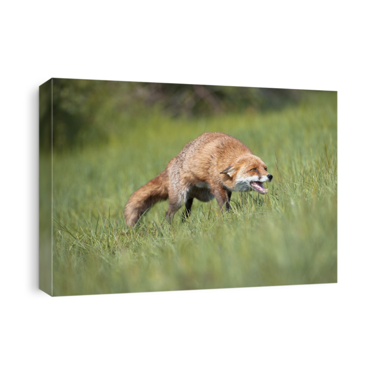 Red fox (Vulpes vulpes) calling.
