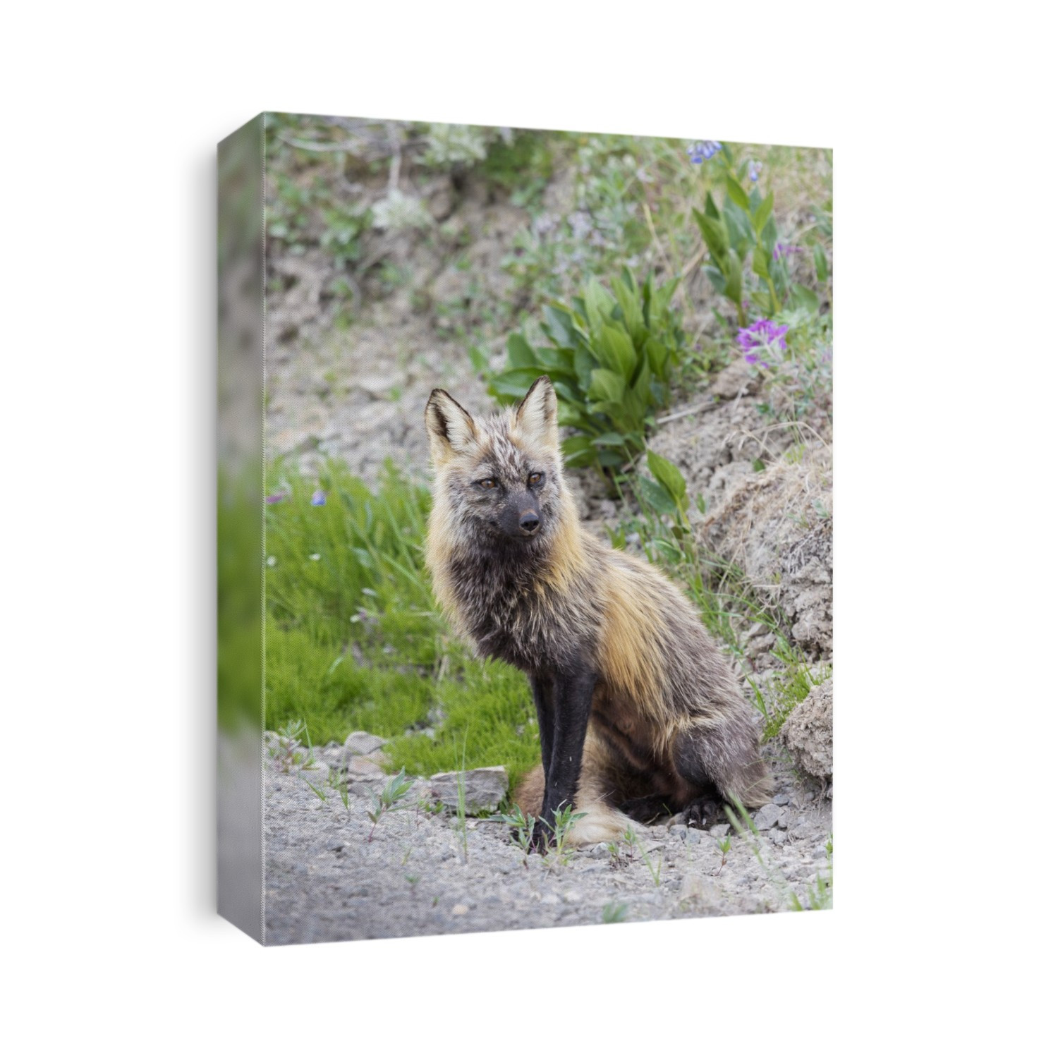 View Of A Cross Fox Hunting Along The Road In Thorofare Pass, Denali National Park; Alaska, United States Of America