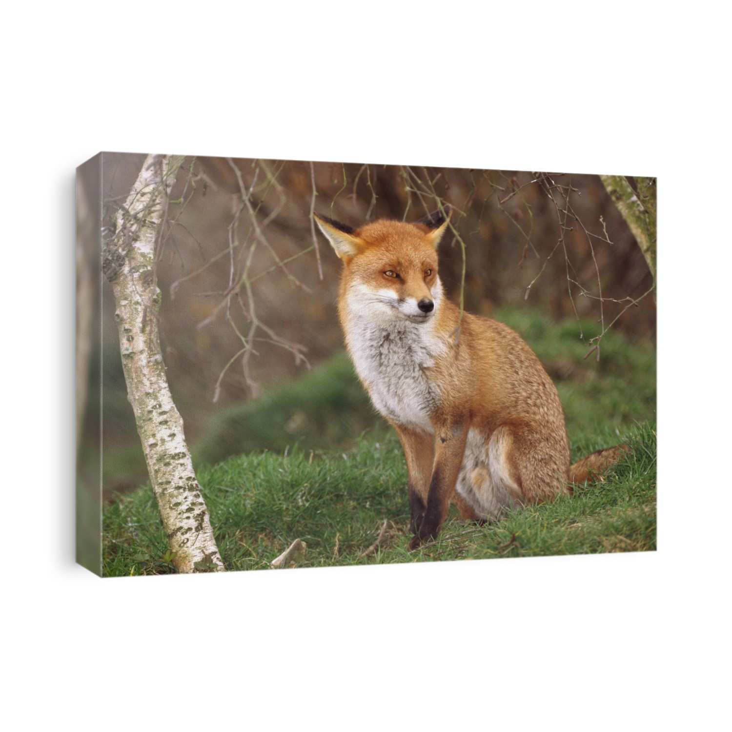Female red fox (Vulpes vulpes). The red fox is the largest of the true foxes. It is found across the entire Northern Hemisphere, from the Arctic Circle to North Africa, North America and Eurasia.