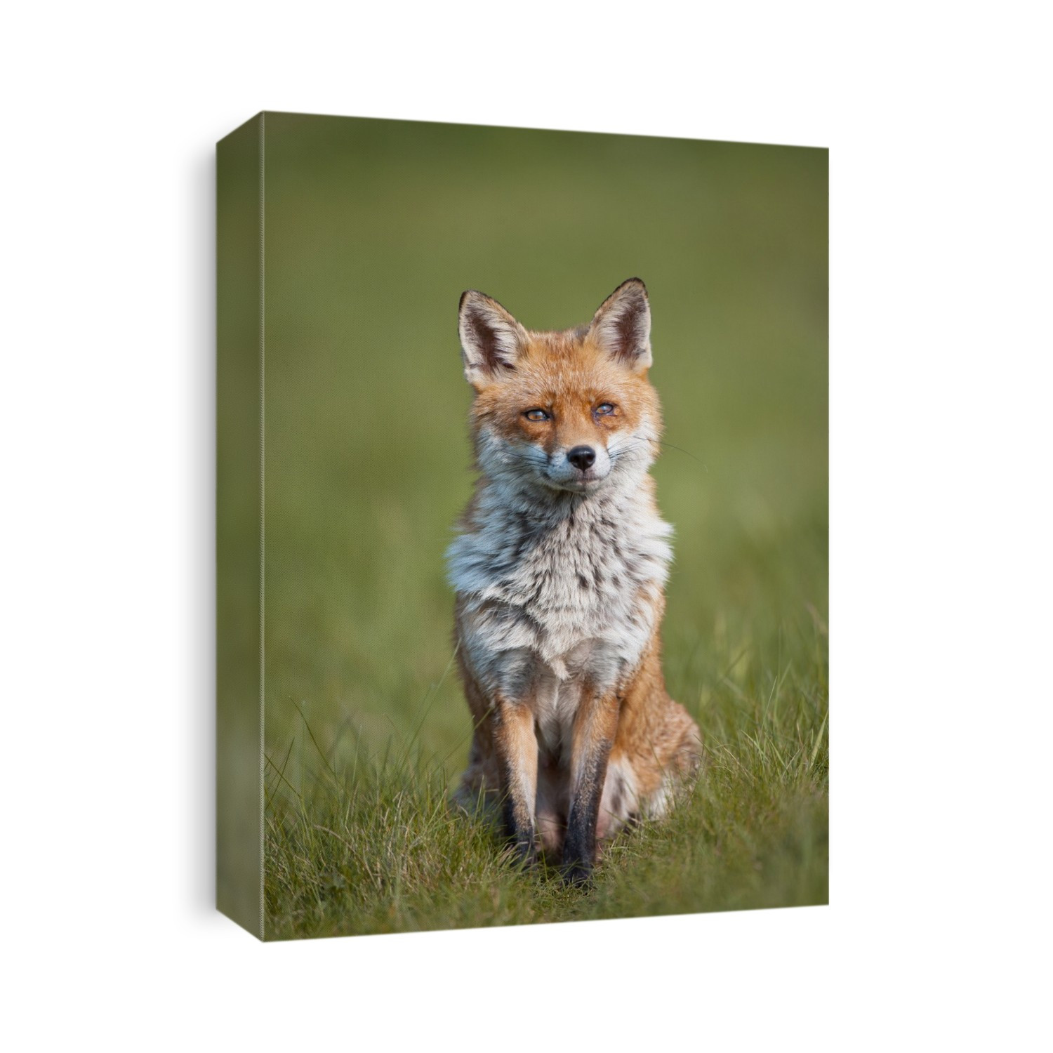 Red fox (Vulpes vulpes).