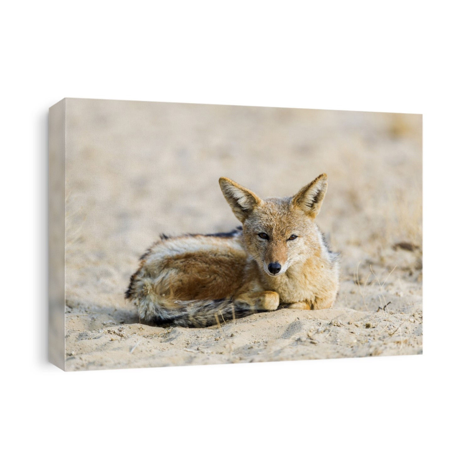 Black-backed jackal (Canis mesomelas). This scavenger feeds on the carrion left after a larger predator has made a kill. It inhabits the grasslands, plains and south-western deserts of Africa. Its diverse diet includes small mammals, eggs, birds, insects, reptiles and some fruits. The black-backed jackal is a social animal and possesses superb vision. African tales ascribe fox-like cunning to this animal. Photographed in the Northern Cape, South Africa, in the Kgalagadi Transfrontier Park.