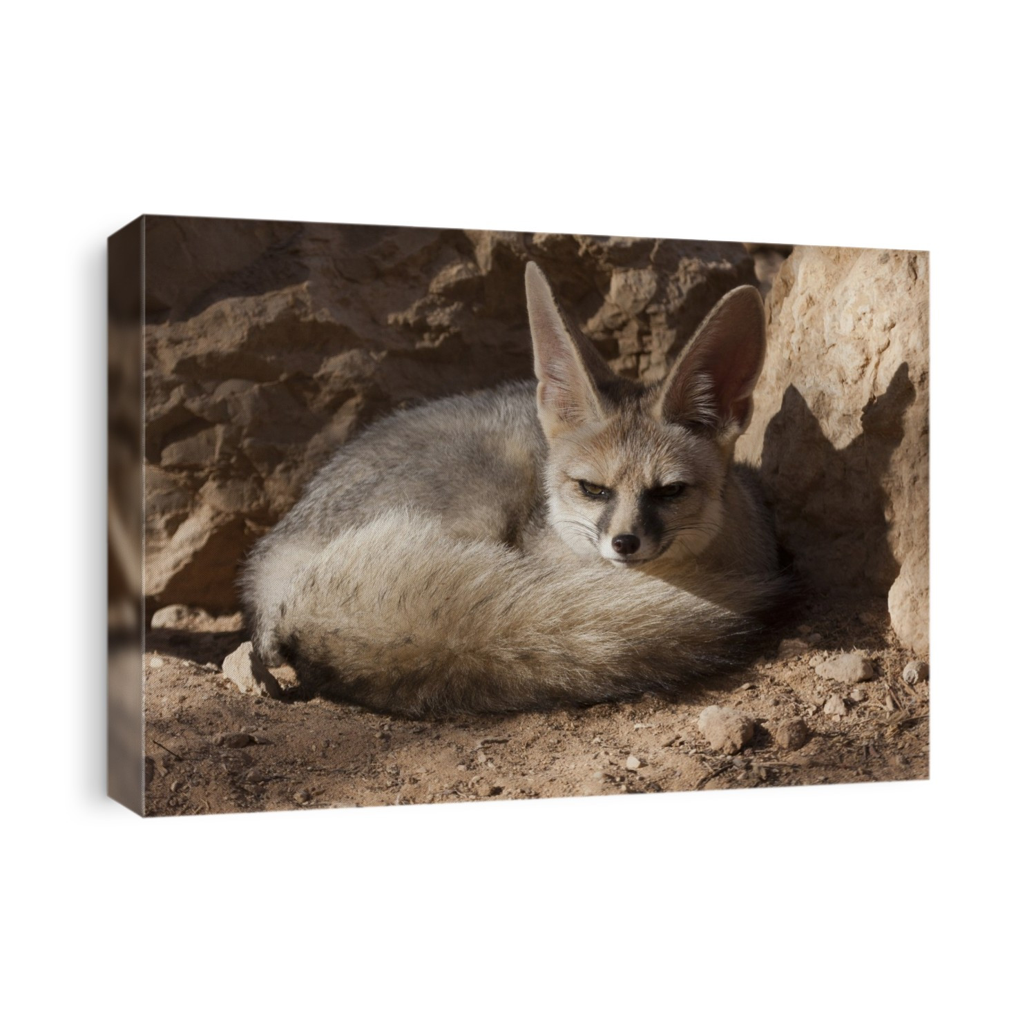 Israel, Negev Desert, Blanford's Fox (Vulpes cana) a small fox found in certain regions of the Middle East.