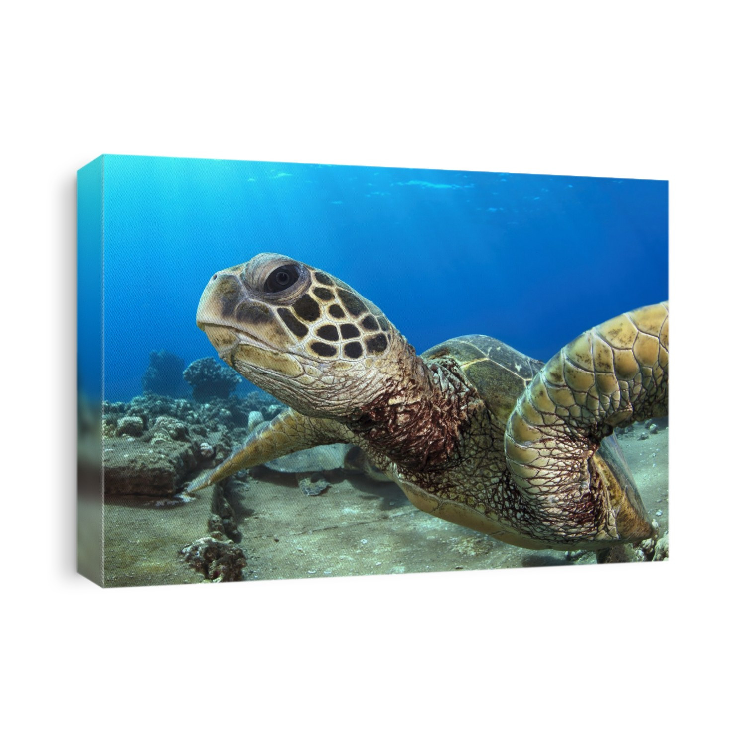 Close-up of a Hawaiian Green Sea Turtle (Chelonia mydas) face; Honu, Maui, Hawaii, United States of America