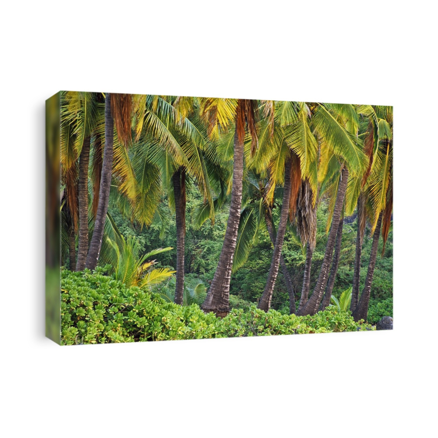 Palm Trees
