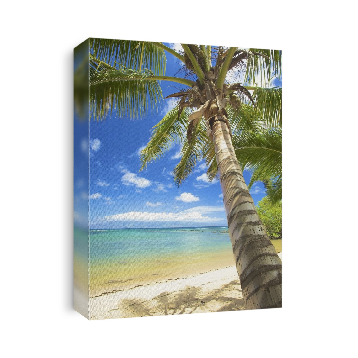A white sand beach and palm tree along the coast of an hawaiian island; Hawaii united states of america