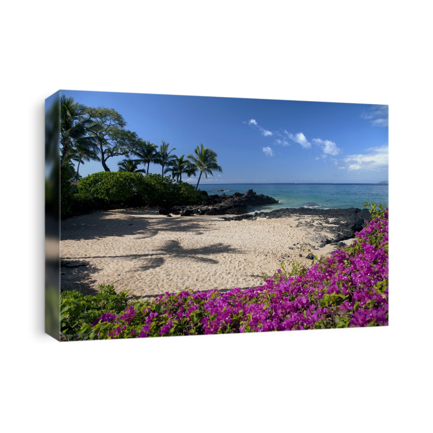 Hawaii, Maui, Makena, Bougainvillea Flowers At Secret Beach.