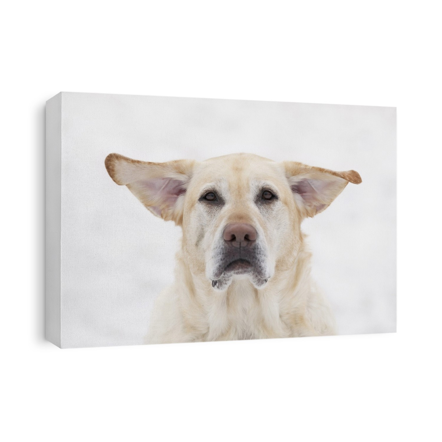 Yellow Labrador Retriever Dog With Raised Ears On A Windy Day; Winnipeg, Manitoba, Canada