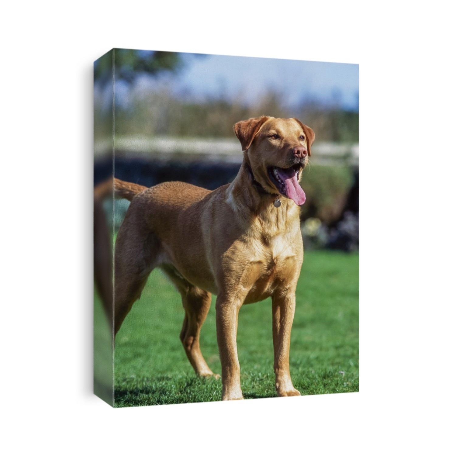 Dog, Labrador