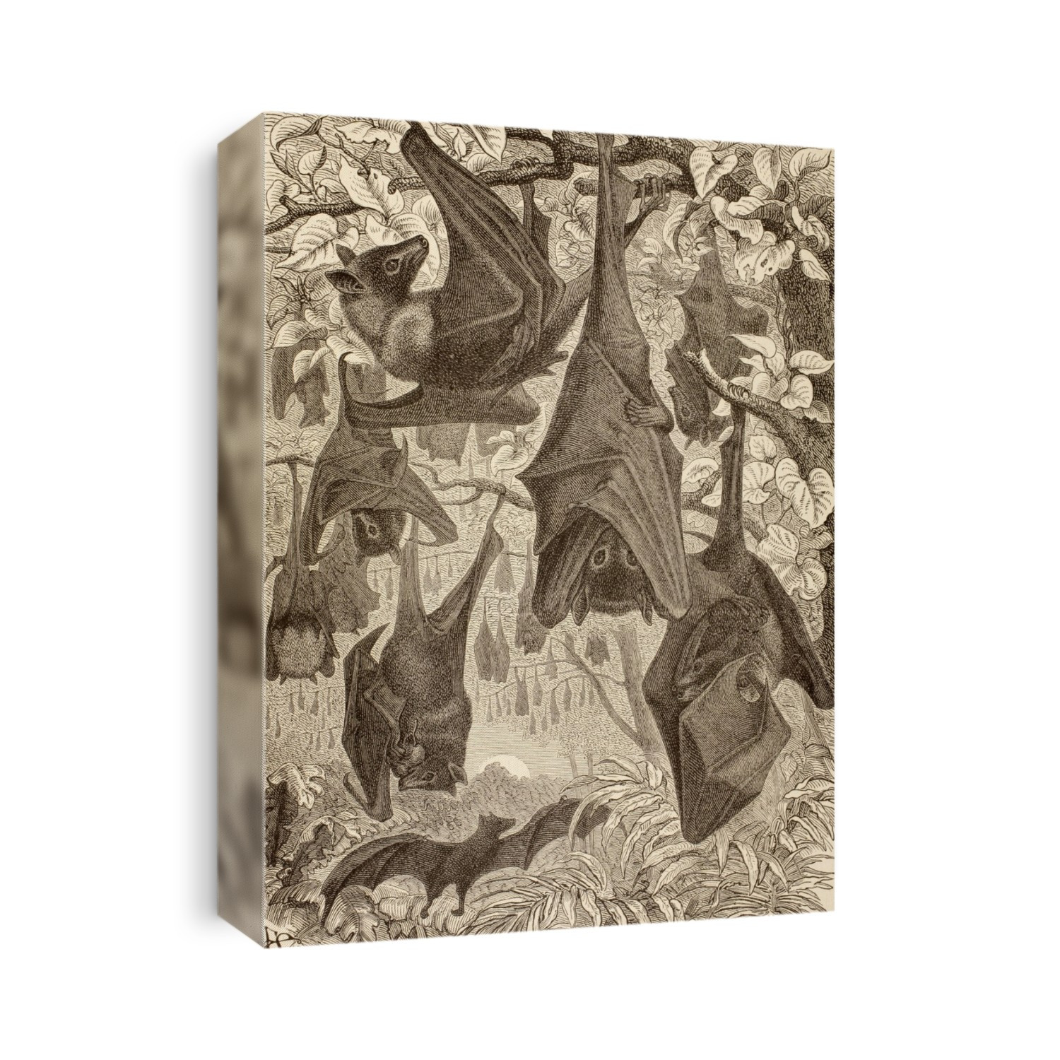 Flying Foxes Also Known As Fruit Bats. From La Vida De Los Animales Published Spain Circa 1885.