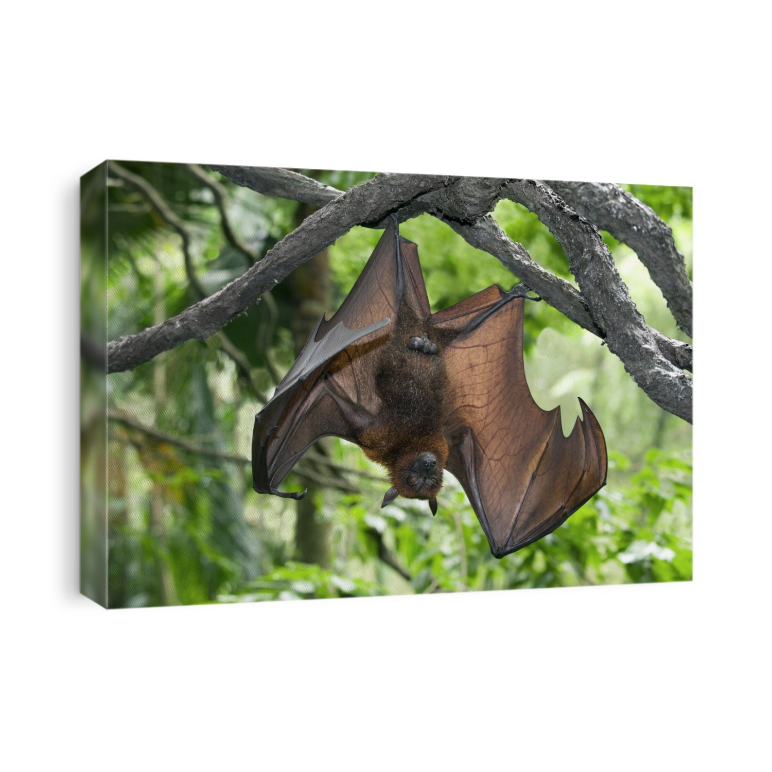 A roosting Malayan Flying Fox (Pteropus vampyrus), also known as a Fruit Bat, in Singapore Zoo. All species of flying foxes only feed on nectar, blossom, pollen, and fruit. They do not possess echolocation, a feature which helps the other sub-order of bats, the Microbats, locate and catch prey such as insects in mid-air. Instead, smell and eyesight are very well-developed in flying foxes.