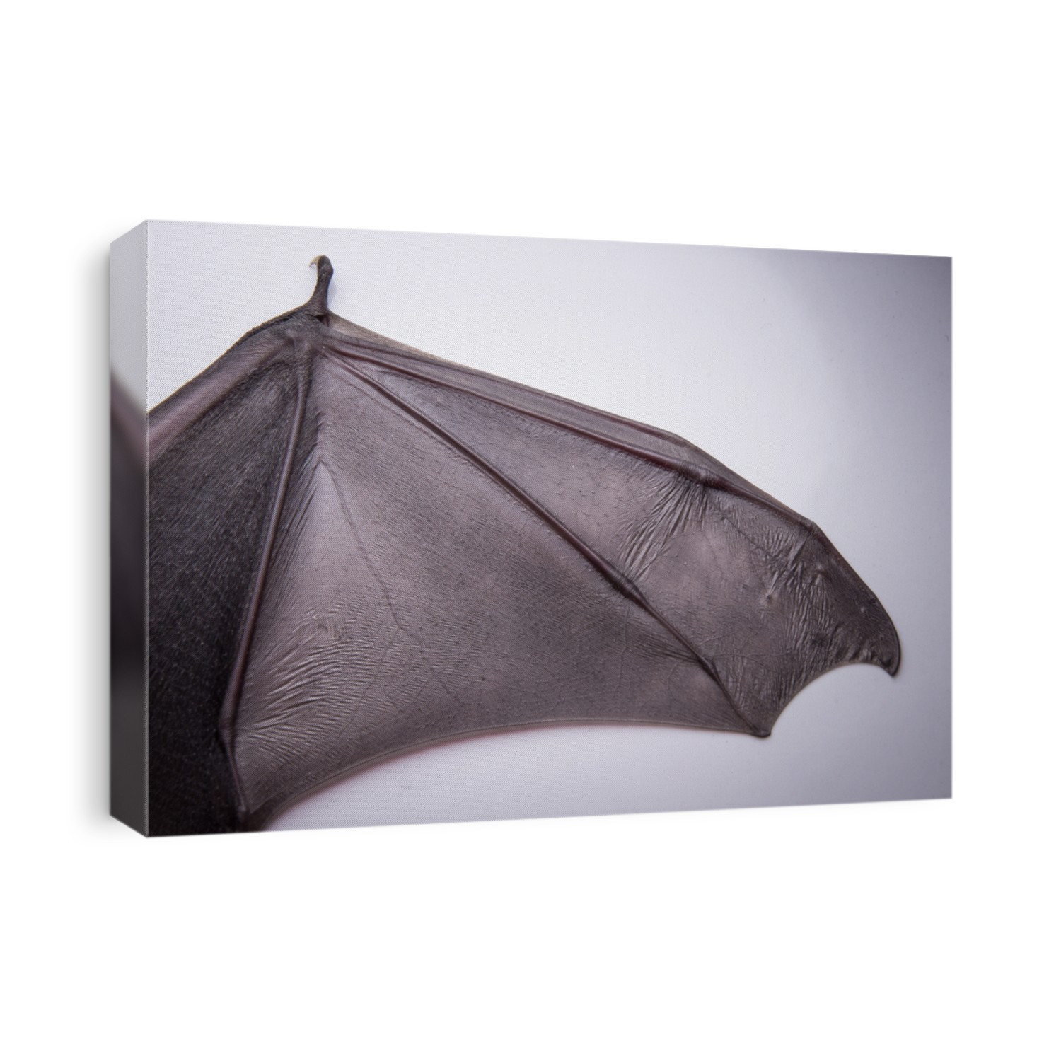 bats 's wing 