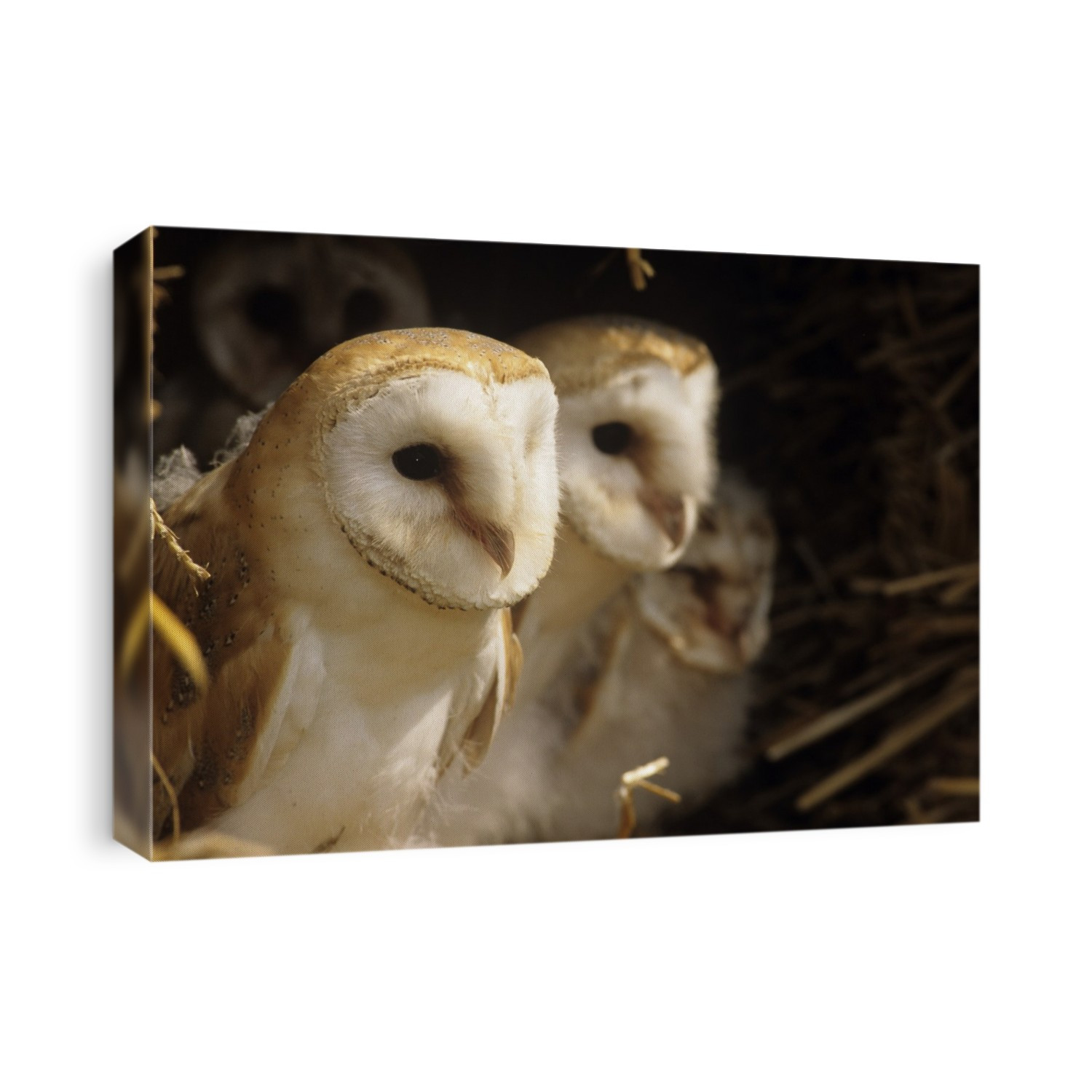 Young barn owls (Tyto alba) huddled in a nest.