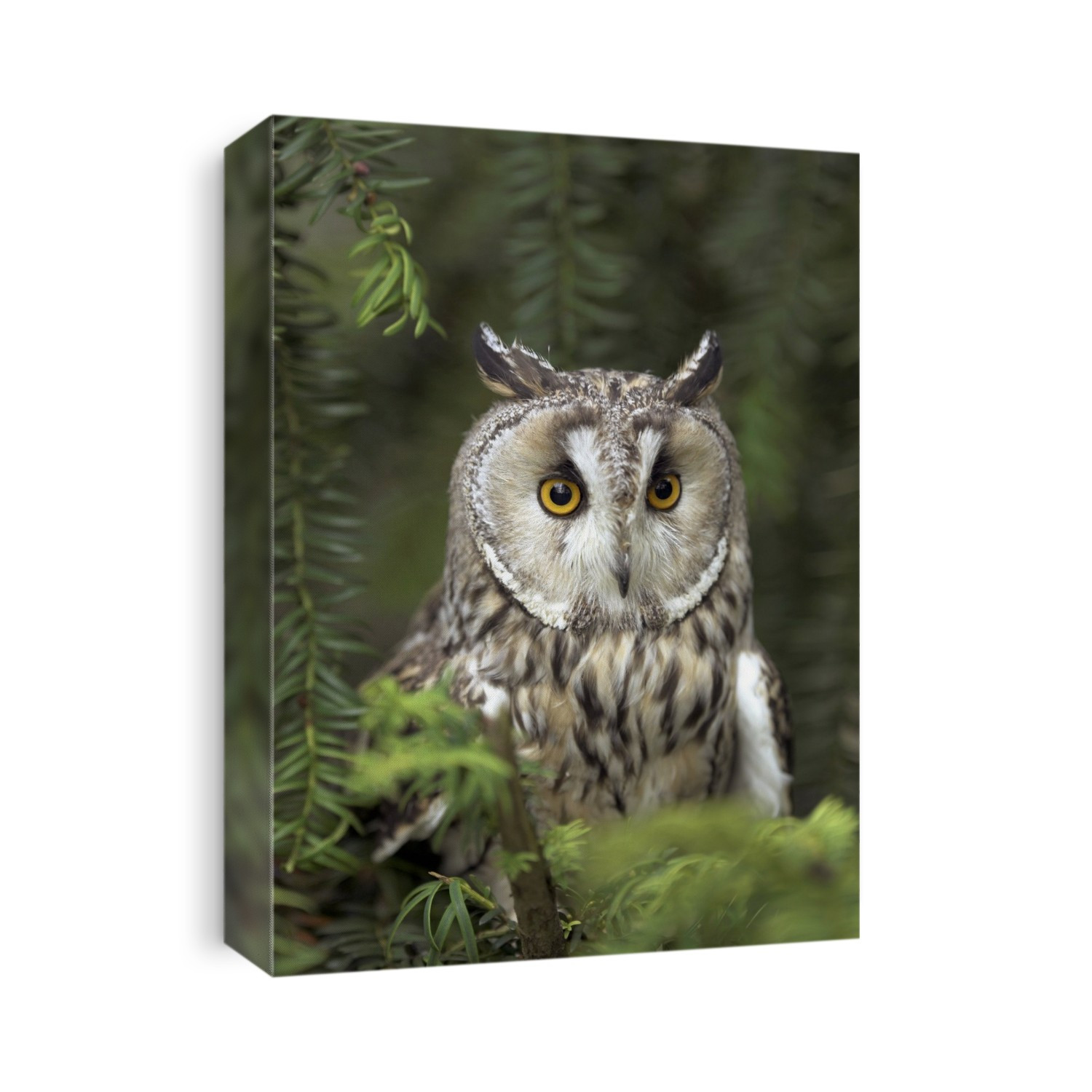 Long-eared owl (Asio otus) in a tree. This owl inhabits woodland near open country throughout the northern hemisphere. It is strictly nocturnal and feeds mainly on small mammals such as mice and voles. Photographed in Gloucestershire, UK, in October.