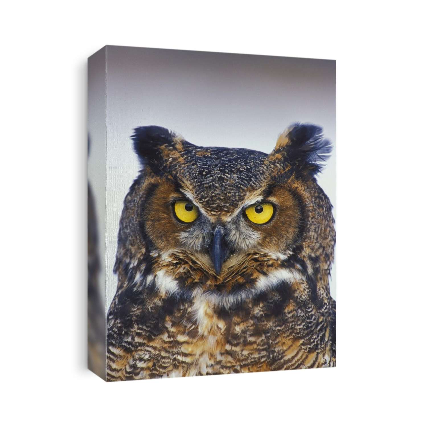Great Horned Owl Perched Captive