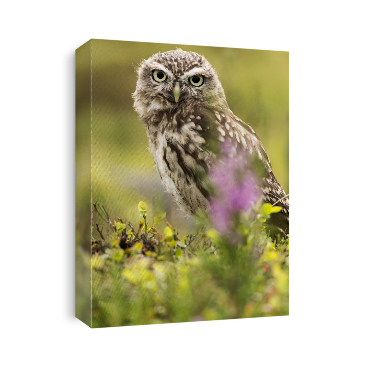 Little Owl, Athene noctua, perched in bilberry on moorland, Yorkshire, UK. Captive bird.