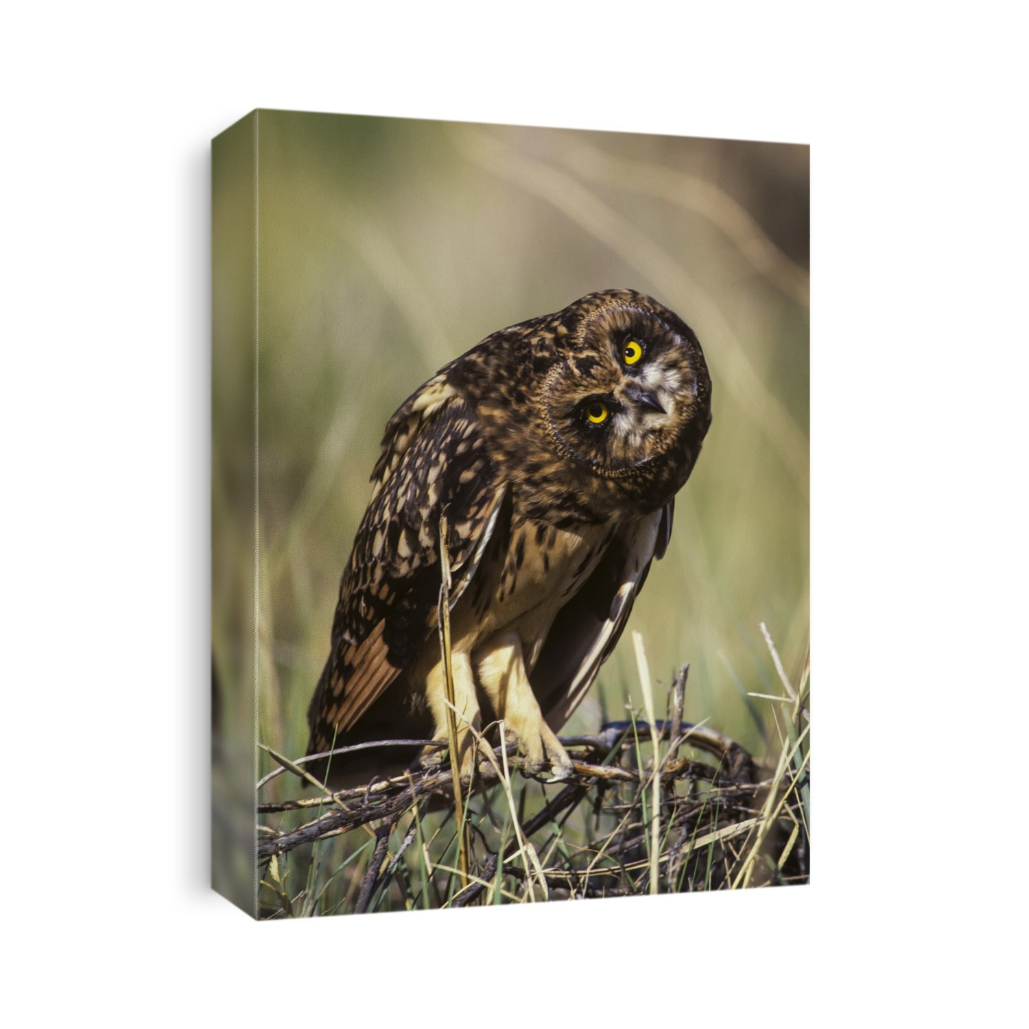 A Juvenile Short-Eared Owl (Asio Flammeus) Surveys The Scene; Idaho Falls, Idaho, United States Of America