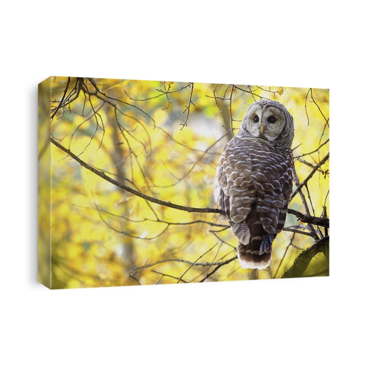 Barred Owl (Strix Varia); Pigeon Lake, Alberta, Canada