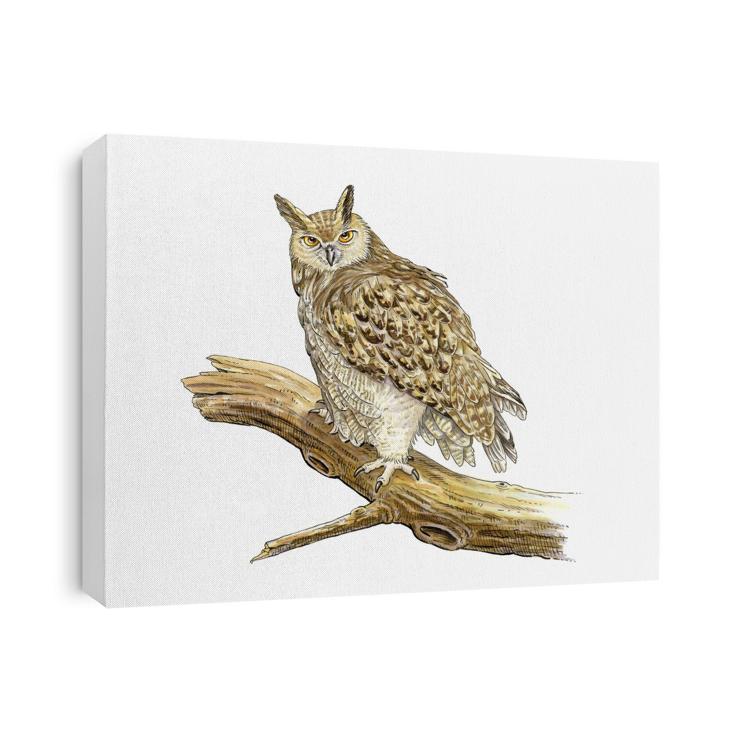 Eurasian eagle owl. Artwork of a Eurasian eagle owl (Bubo bubo) perched on a branch. This bird is found in parts of Europe, Asia and North Africa. It inhabits mainly wooded areas, steppes and deserts, preferring open country for hunting. It is the largest owl in the world, measuring nearly 70 centimetres in length, and preys on small to mid-size mammals and birds.