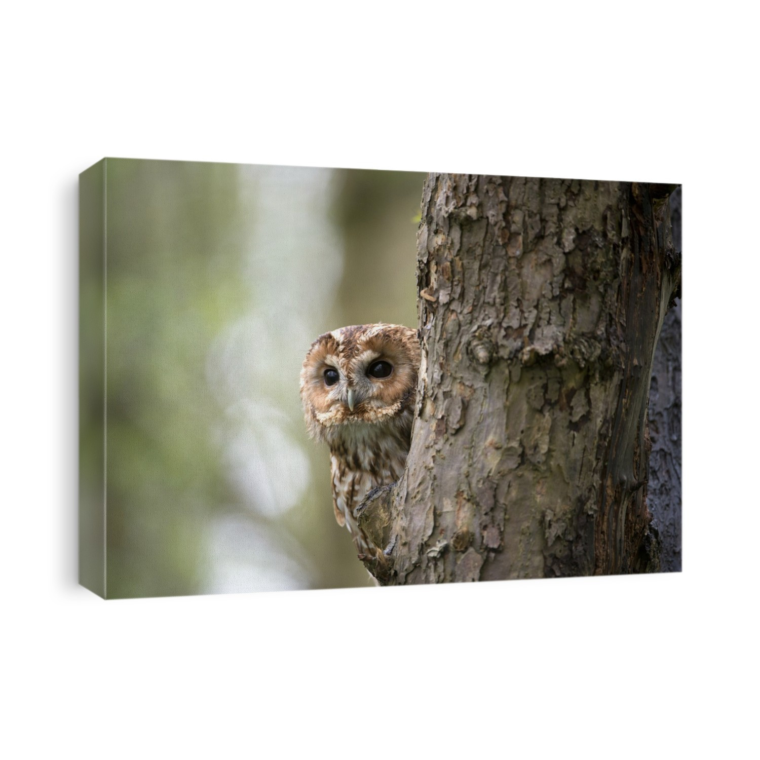 Tawny owl (Strix aluco) perching on a tree. Tawny owls inhabit open woodlands with large trees, and hunt rodents such as mice and voles. They are nocturnal birds that locate their prey by hearing. It is this owl that has the hooting call most commonly associated with owls. The tawny owl is found throughout Europe and in parts of Asia. Photographed in April in the UK.