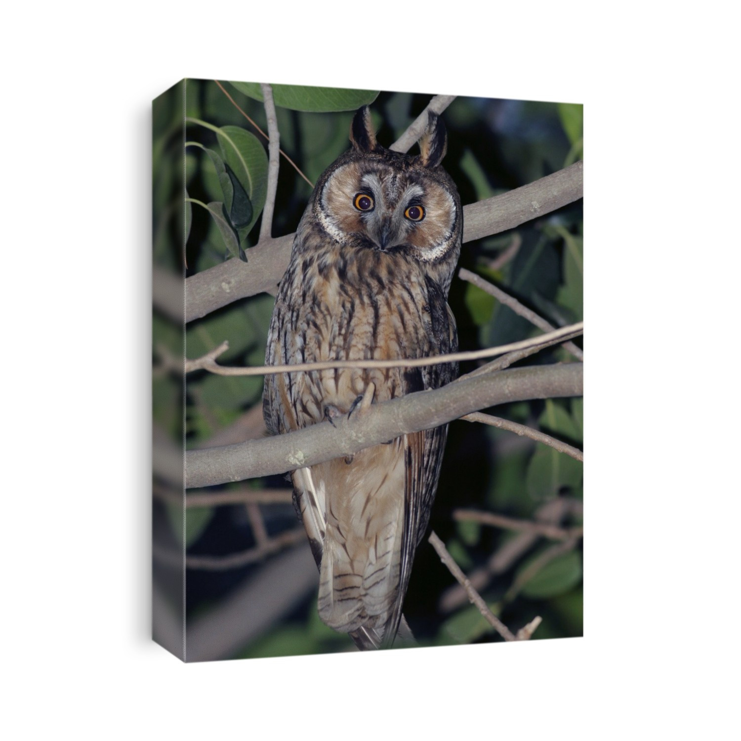 Long-eared owl (Asio otus) in a tree at night. Long-eared owls are nocturnal birds of prey that inhabits forests close to open ground for hunting. Photographed in Israel, in April.